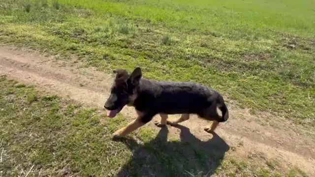 Video preview image #7 German Shepherd Dog Puppy For Sale in NEWVILLE, PA, USA