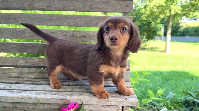 Video preview image #1 Dachshund Puppy For Sale in WAKARUSA, IN, USA