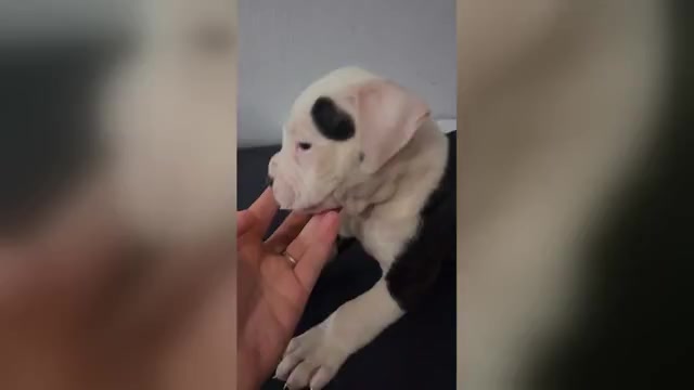 Video preview image #1 American Bulldog Puppy For Sale in ROCKFORD, IL, USA