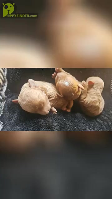 Video preview image #1  Breeder Profile in NEENAH, WI, USA