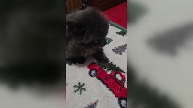 Video preview image #1 Pomeranian Puppy For Sale in CONKLIN, NY, USA