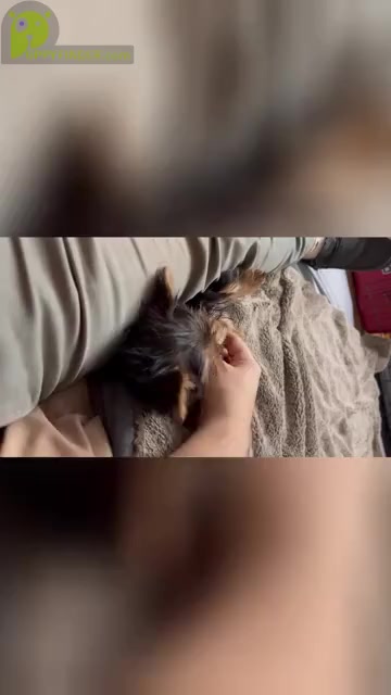 Video preview image #2 Yorkshire Terrier Puppy For Sale in ELKTON, KY, USA
