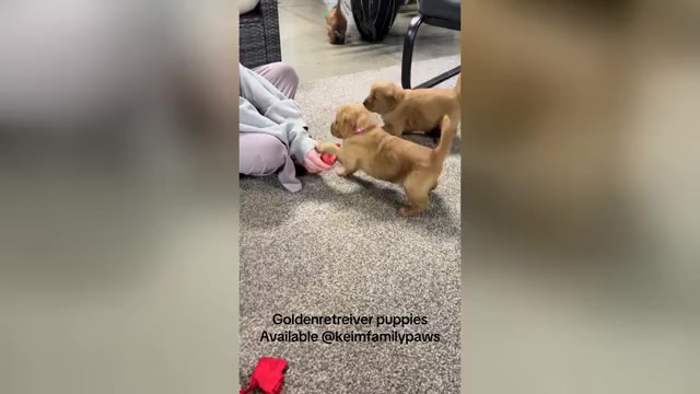 Video preview image #2 Golden Retriever Puppy For Sale in FREDERICKSBG, OH, USA