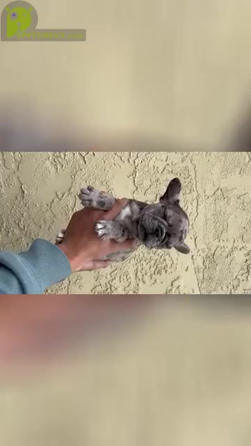 Video preview image #2 French Bulldog Puppy For Sale in SAN DIEGO, CA, USA