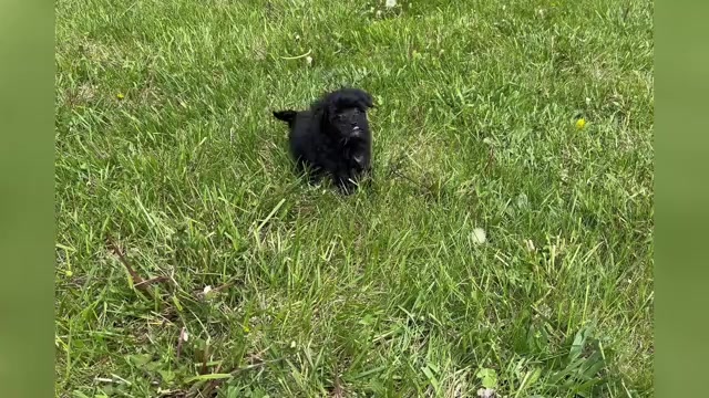 Video preview image #1 Maltipoo Puppy For Sale in WARSAW, IN, USA