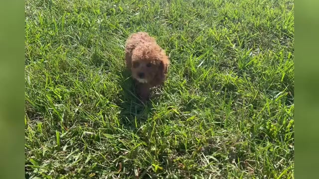 Video preview image #1 Poodle (Toy) Puppy For Sale in WARSAW, IN, USA