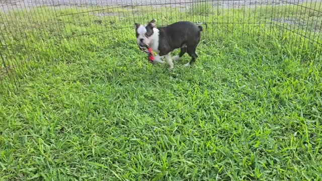 Video preview image #1 Boston Terrier Puppy For Sale in BROOKSVILLE, FL, USA