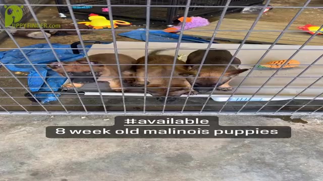 Video preview image #2 Belgian Malinois Puppy For Sale in CONYERS, GA, USA