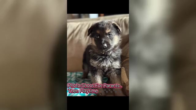 Video preview image #1 German Shepherd Dog Puppy For Sale in SUMPTER TWP, MI, USA