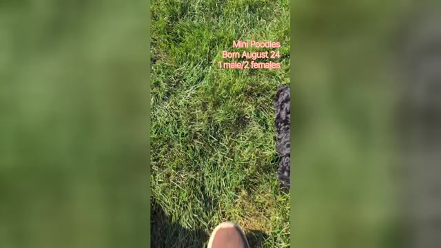 Video preview image #1 Poodle (Miniature) Puppy For Sale in GOSHEN, IN, USA