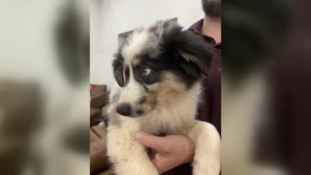 Video preview image #2 Australian Shepherd Puppy For Sale in TYLER, TX, USA