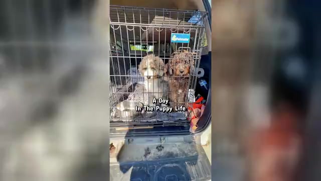 Video preview image #3 Bernedoodle Puppy For Sale in CENTURIA, WI, USA