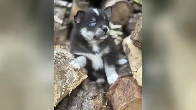 Video preview image #1 Alaskan Klee Kai-Pomsky Mix Puppy For Sale in STAPLES, MN, USA