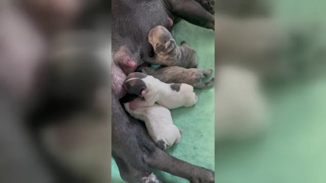 Video preview image #1 French Bulldog Puppy For Sale in ROCKVILLE, MD, USA