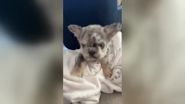 Video preview image #3 French Bulldog Puppy For Sale in SAN DIEGO, CA, USA