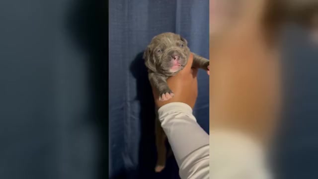 Video preview image #1 American Bully Puppy For Sale in FORT LAUDERDALE, FL, USA