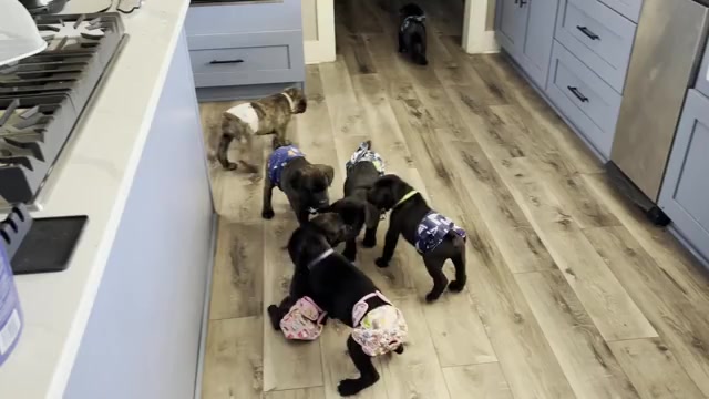 Video preview image #2 Cane Corso Puppy For Sale in REEVESVILLE, SC, USA