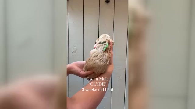 Video preview image #1 Cock-A-Poo Puppy For Sale in TRINITY, NC, USA