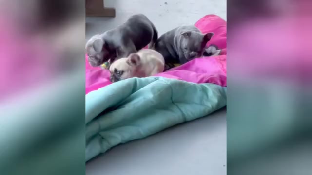 Video preview image #1 French Bulldog Puppy For Sale in CHINO, CA, USA