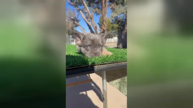 Video preview image #1 French Bulldog Puppy For Sale in LITITZ, PA, USA