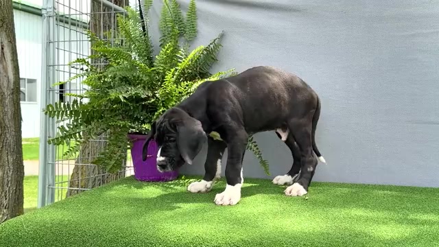 Video preview image #1 Great Dane Puppy For Sale in WAKARUSA, IN, USA