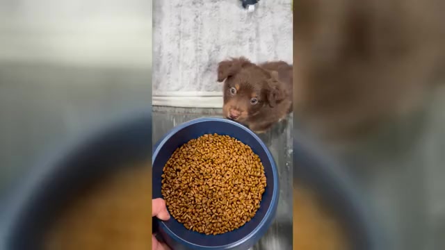 Video preview image #2 Australian Shepherd Puppy For Sale in NEW BRAUNFELS, TX, USA