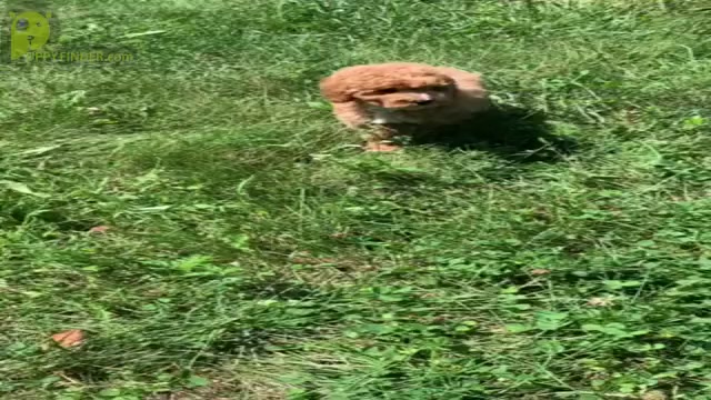 Video preview image #16 Poodle (Miniature) Puppy For Sale in WARSAW, IN, USA