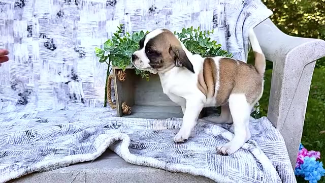 Video preview image #1 Puggle Puppy For Sale in WAKARUSA, IN, USA