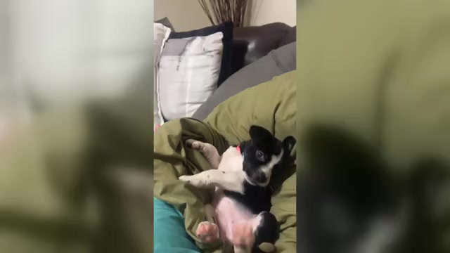 Video preview image #2 Boston Terrier Puppy For Sale in BURLINGTON TOWNSHIP, NJ, USA