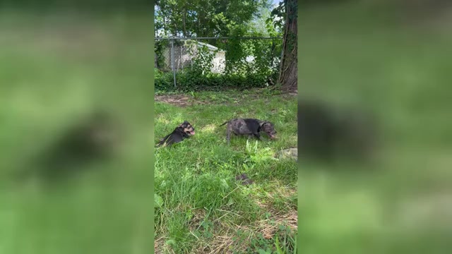 Video preview image #1 American Bully Puppy For Sale in BROCKTON, MA, USA
