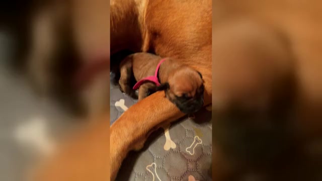 Video preview image #4  Breeder Profile in COMMERCE, TX, USA