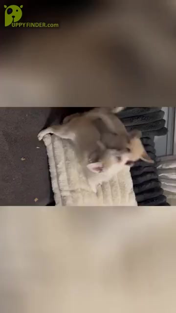 Video preview image #8 Pomsky Puppy For Sale in LOVELAND, CO, USA