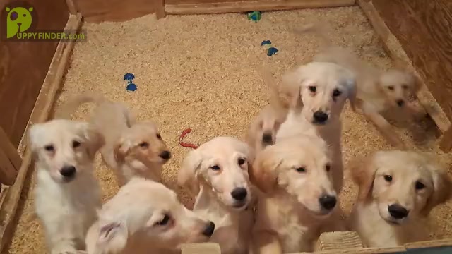 Video preview image #4 Golden Retriever Puppy For Sale in CITRUS HEIGHTS, CA, USA