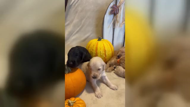 Video preview image #2 Goldendoodle Puppy For Sale in RED OAK, TX, USA