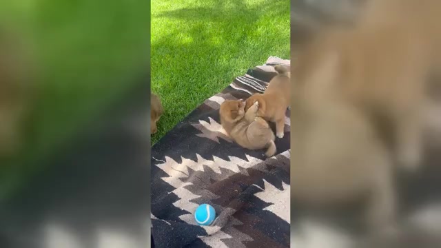Video preview image #1 Shiba Inu Puppy For Sale in YUCCA VALLEY, CA, USA
