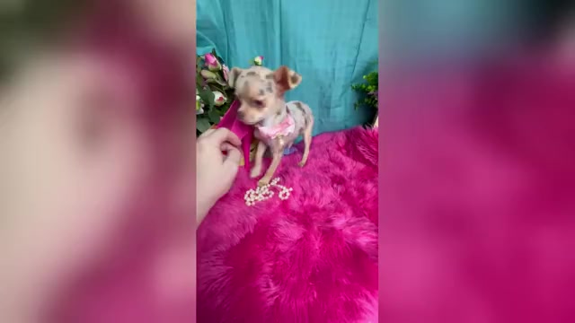 Video preview image #1 Chihuahua Puppy For Sale in TRACY, CA, USA