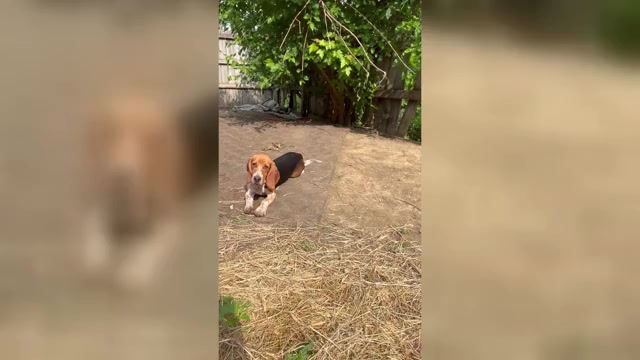 Video preview image #6 Beagle Puppy For Sale in FORT DODGE, IA, USA