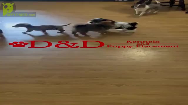 Video preview image #2  Breeder Profile in RIPLEY, MS, USA