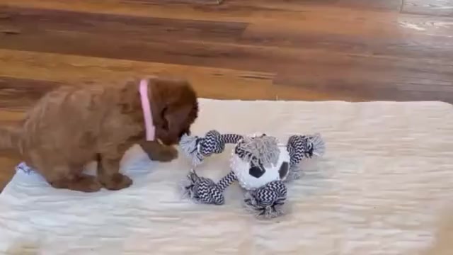 Video preview image #2 Goldendoodle Puppy For Sale in WOODSTOCK, CT, USA
