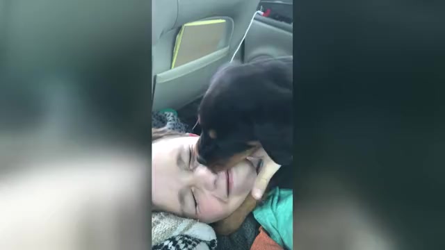 Video preview image #1 Rottweiler Puppy For Sale in BRIGHTON, CO, USA
