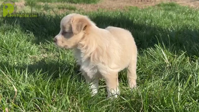 Video preview image #1 F2 Aussiedoodle Puppy For Sale in OZARK, MO, USA