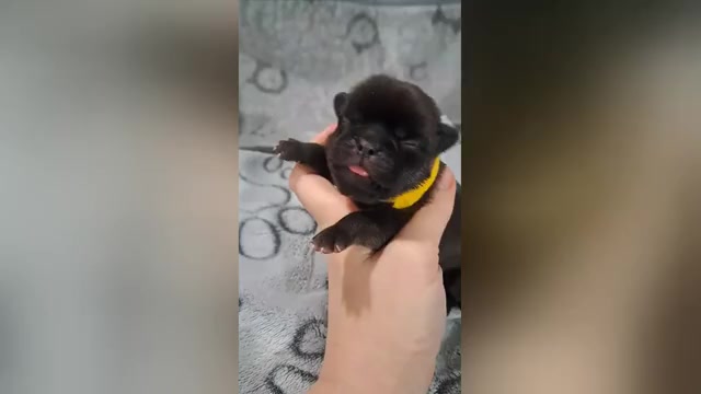 Video preview image #2 Pug Puppy For Sale in NEW BERN, NC, USA