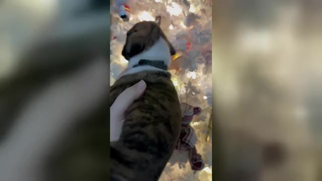 Video preview image #15 Boxer Puppy For Sale in RALEIGH, NC, USA