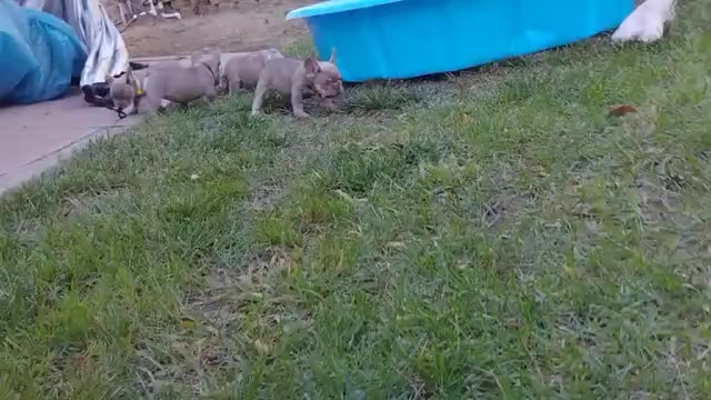 Video preview image #1 French Bulldog Puppy For Sale in PINON HILLS, CA, USA