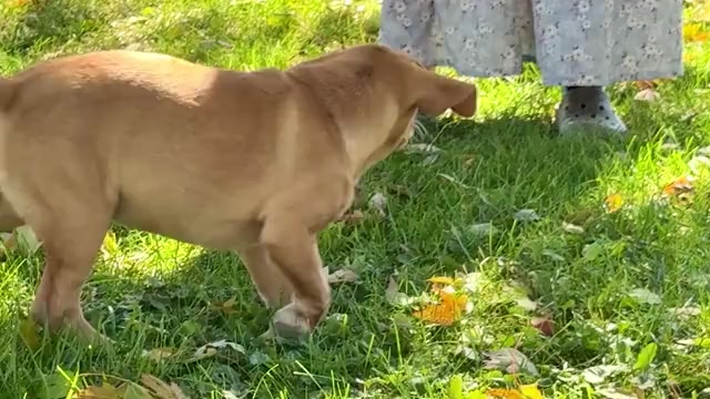 Video preview image #3 Golden Retriever-Jack Russell Terrier Mix Puppy For Sale in WAKARUSA, IN, USA