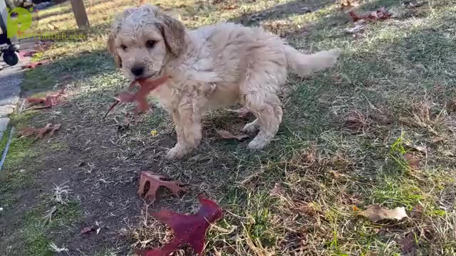 Video preview image #7 Goldendoodle Puppy For Sale in DAWSONVILLE, GA, USA
