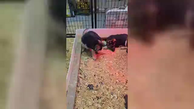 Video preview image #1 German Shepherd Dog Puppy For Sale in WALHONDING, OH, USA