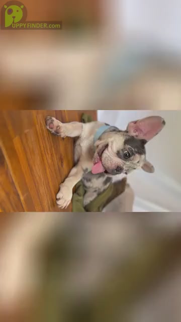 Video preview image #1 French Bulldog Puppy For Sale in SUWANEE, GA, USA