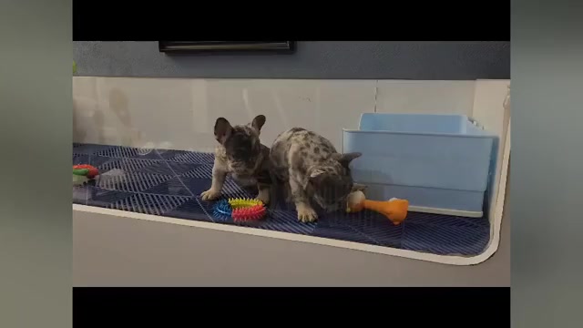 Video preview image #1 French Bulldog Puppy For Sale in MARYVILLE, TN, USA