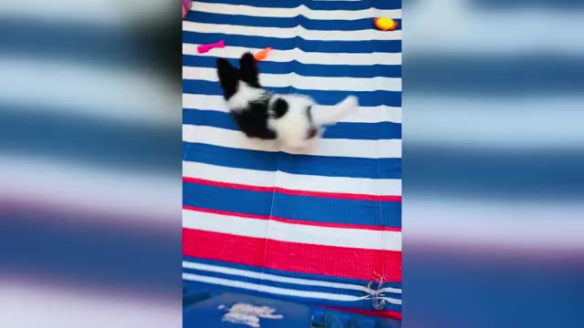 Video preview image #1 Papillon Puppy For Sale in DRY PRONG, LA, USA